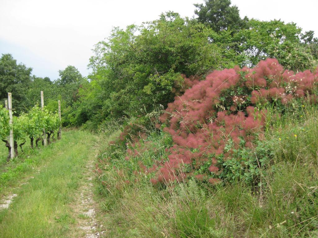 Campagnoletto Farm stay *